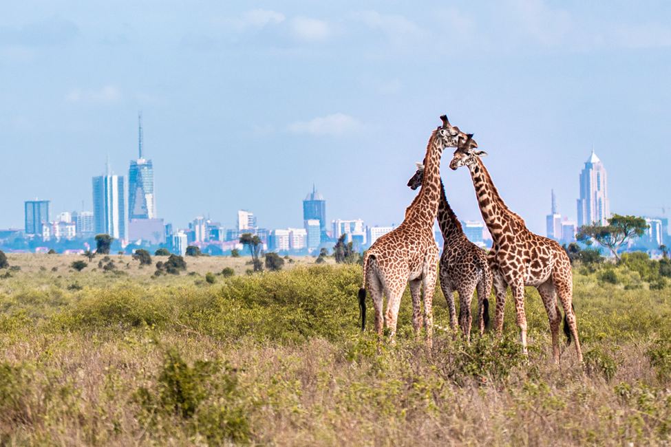 Travel Guide to Kenya
